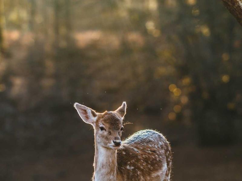 野兽派狂想<br>qyf5seag.cn 马蒂斯剪纸